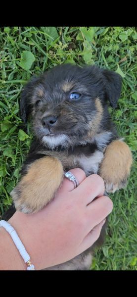 Blue Heeler and Cockapoo Mix