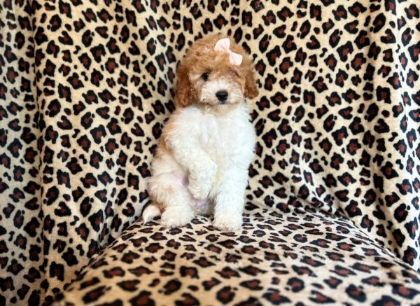 Buttons-female cockapoo