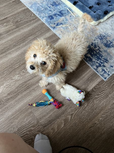 Cockapoo pup 4 month