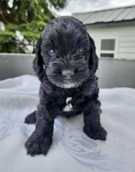 Cockapoo puppies
