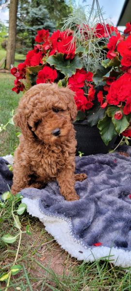 Tracie the cackapoo puppy