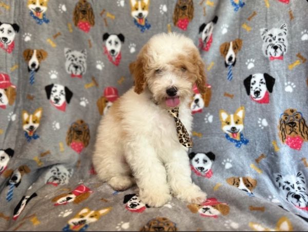 Cockapoo for sale