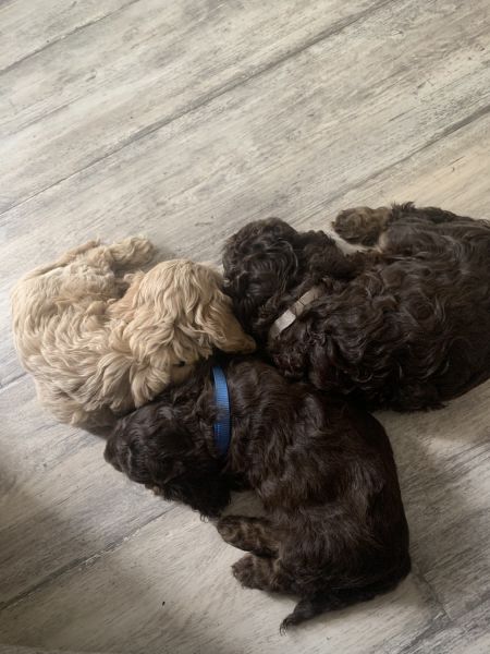 Cockapoo chocolate puppies