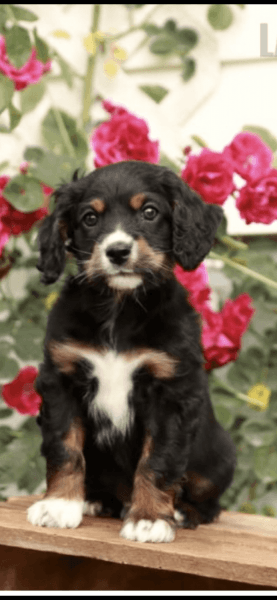 Cockapoo 2 months old