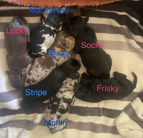 Cockapoo Puppies