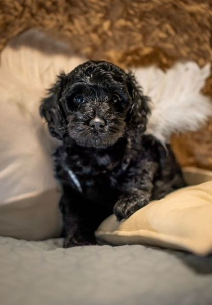 Cockapoo Puppy For Sale - Robin