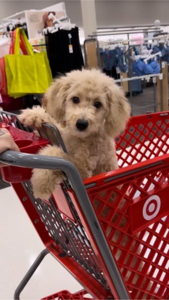 Cockapoo For Sale