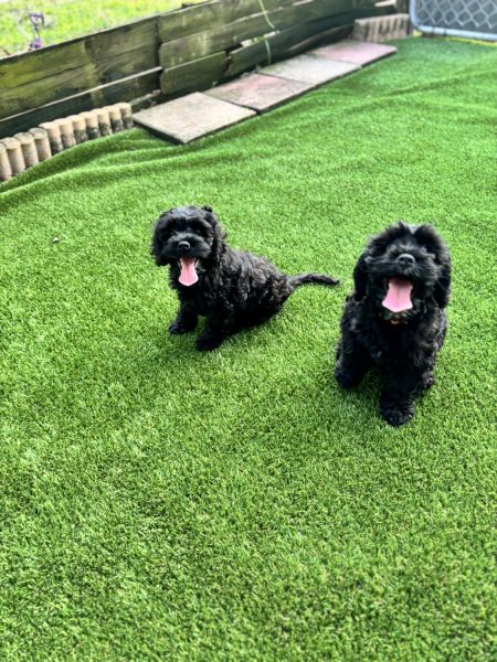 Black Cockapoo Males