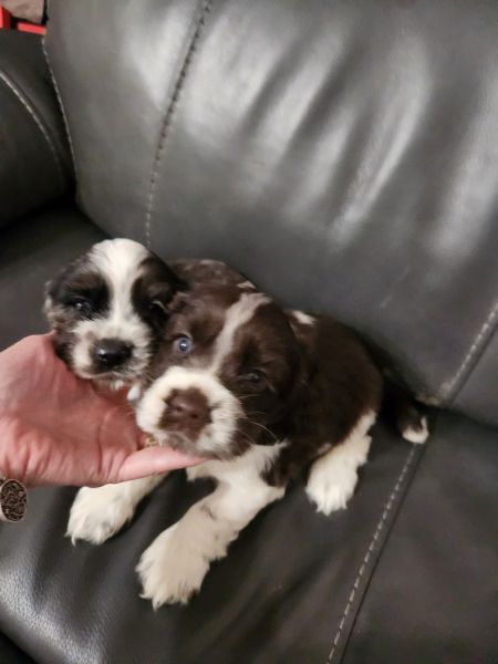 Cocker Spaniel puppies