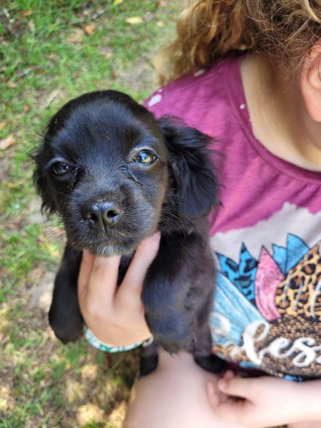 Re-homing cock-a-poo puppy