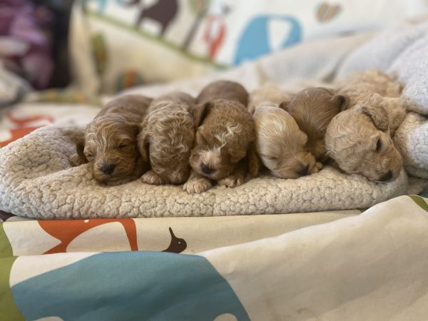 Home raised cockapoo pups
