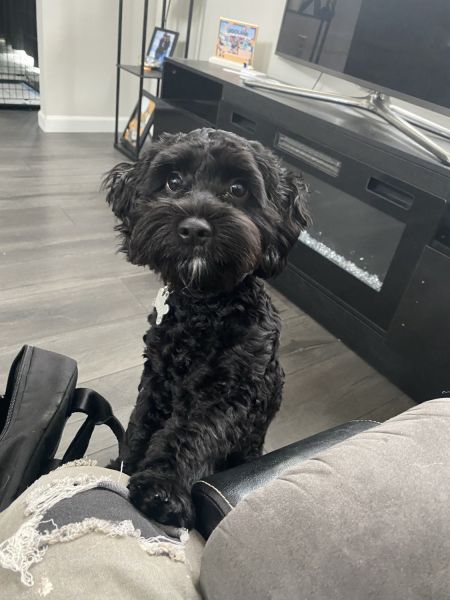 Cute Cockapoo