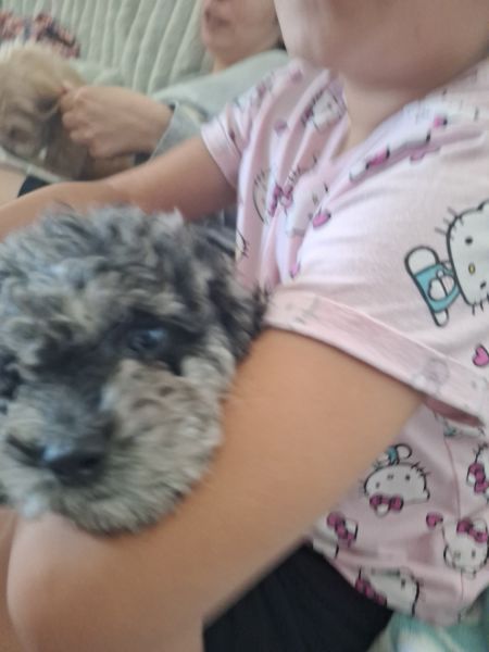 Cockapoo 1boy 1 blue eye girl