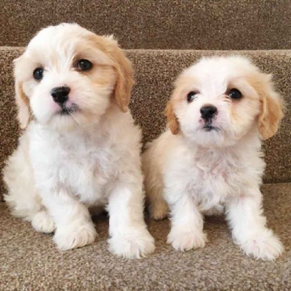 CUTE COCKAPOO PUPS AVAILABLE