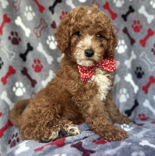 Muffin-male cockapoo