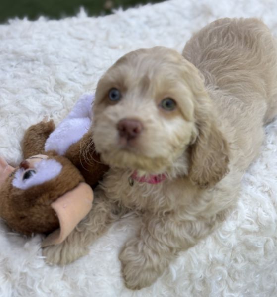 “Kinsley” 1st Generation Cockapoo