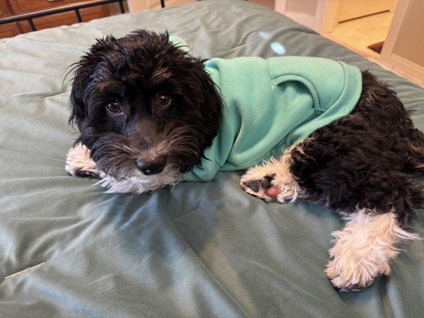 6 month old cockapoo- already has all shots