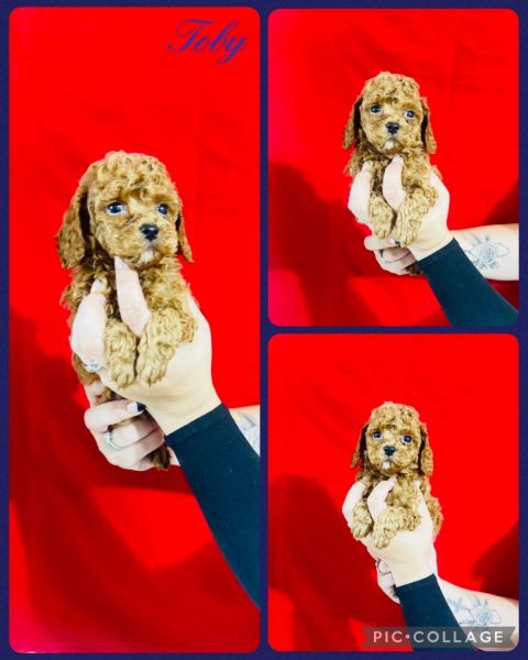 Cockapoos in Seattle WA