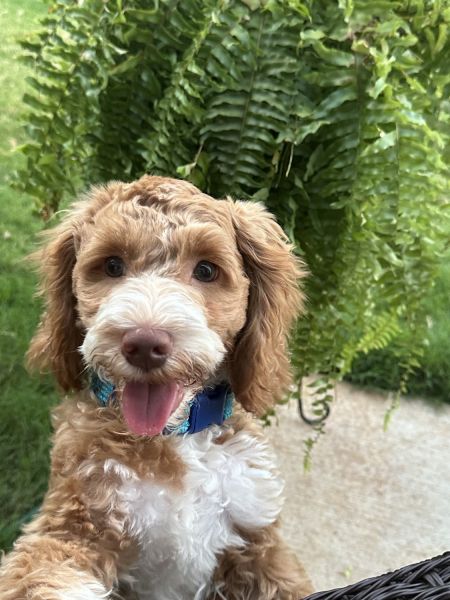 2 year old lovable cockapoo