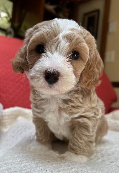 Toy Cockapoo Puppies