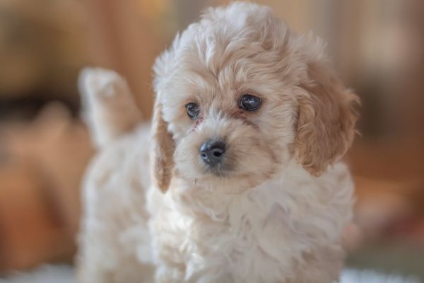 Cockapoo Puppies For Sale