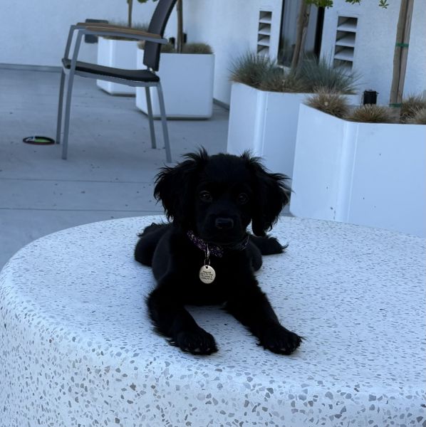 Luna female 14 weeks puppy