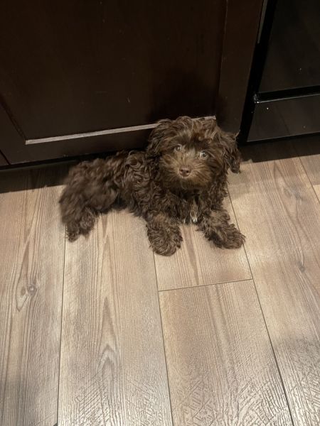 Cockapoo mixed a toy poodle