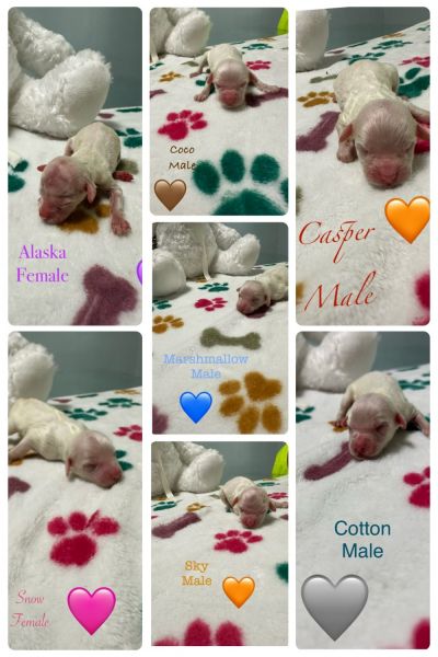 Hola nuestra pareja de cockapoos han tenido puppy's