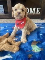 Handsome little Cockapoo