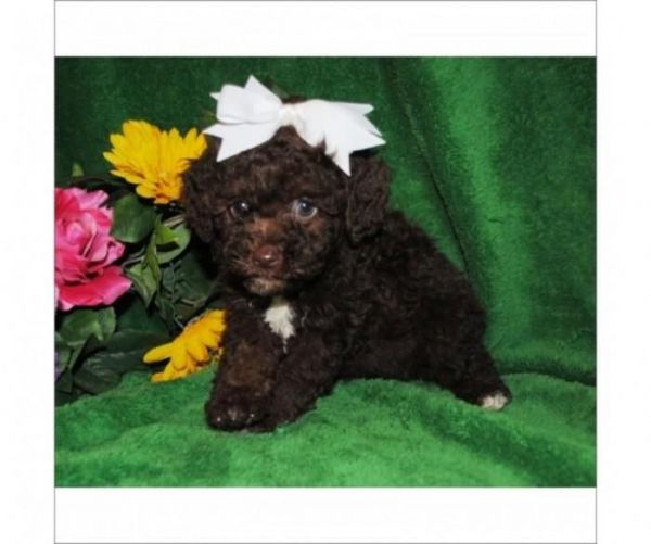 beautiful, affectionate, Female Cockapoo puppies