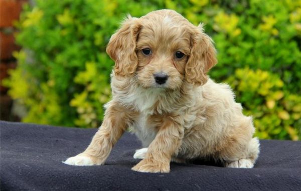 Attractive Cockapoo Puppies