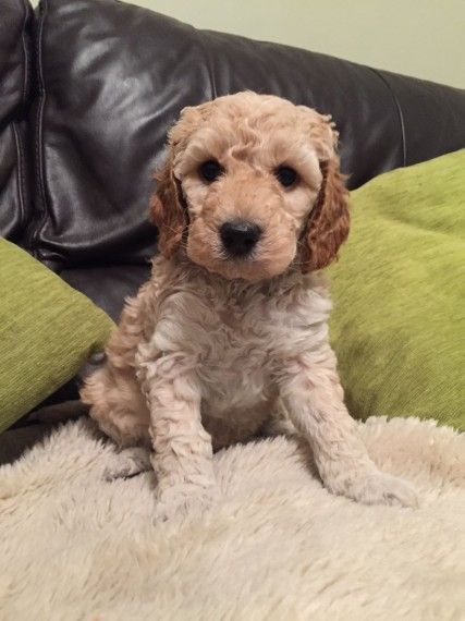 Amazing Cockerpoo F1b Puppies