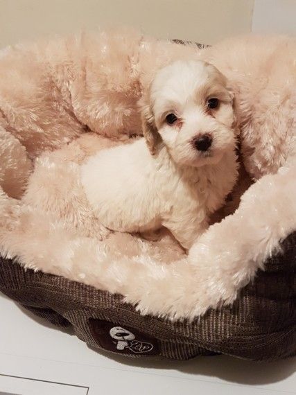 Pra Clear! Toy Cockapoo Boy Puppy.