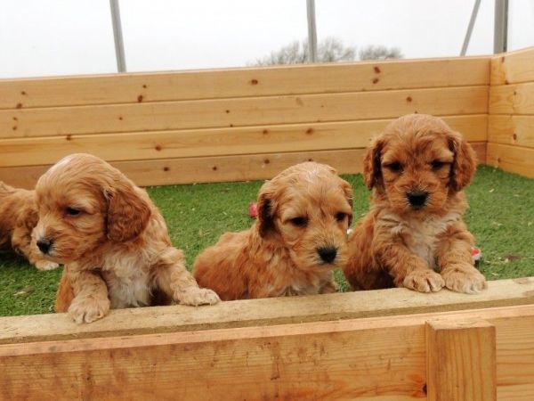Cockapoo puppies for sale male and female