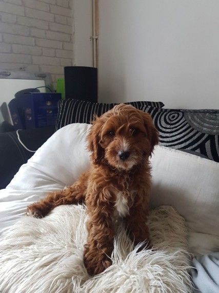 Top Quality F1 Cockapoo Puppies