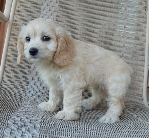 Beautiful Cockapoo Puppies For Sale