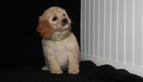Affectionate Cockapoo puppies available text (***) ***-***2