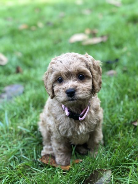 Cockapoo Puppy