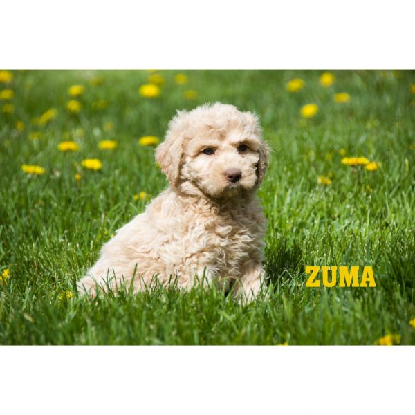 F1B cockapoo puppies Surrey Rd Clare, mi.