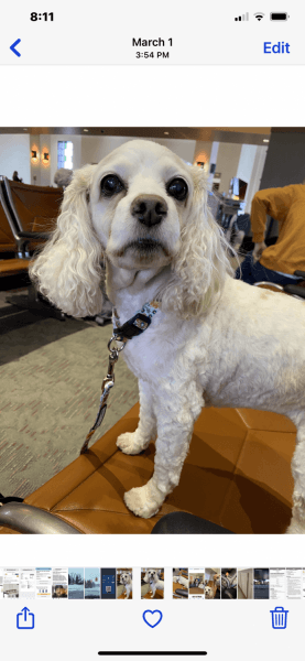 Senior cockapoo