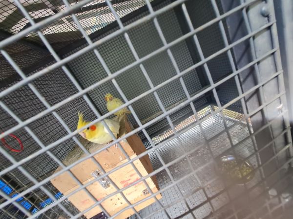 Lutino breeding pair