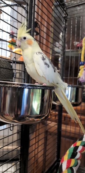 Young cockatiel (pending pick up)