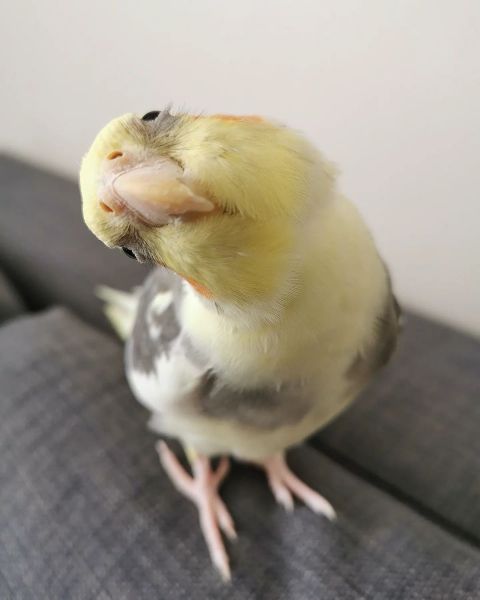 Babe Cockatiel for sale