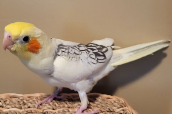 Heavy Pied Pearled cockatiel