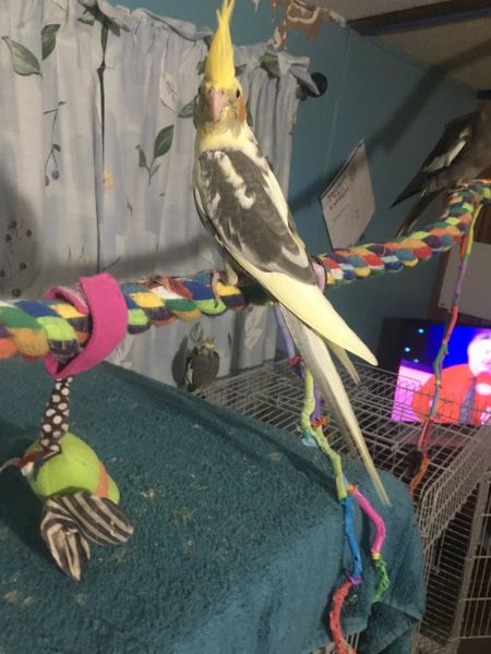 cockatiel babies for sale