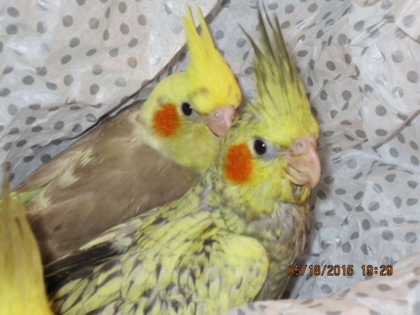 Pairs of Handfed Baby Cockatiels