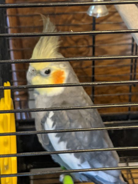 Grey Cockatiel
