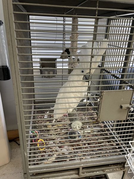 Cockatoo, Adult, Personality plus