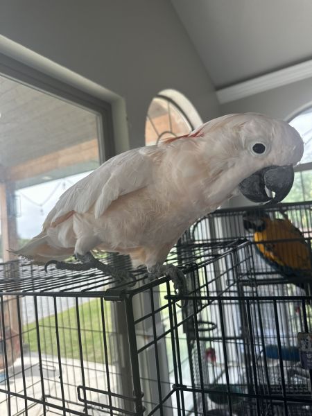 Moluccan cockatoo