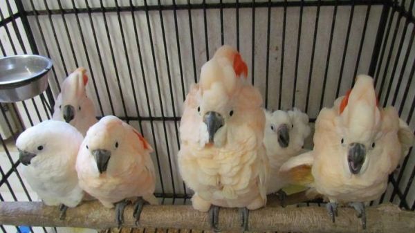 Hand Reared & Super Tame Salmon-crested Cockatoos
